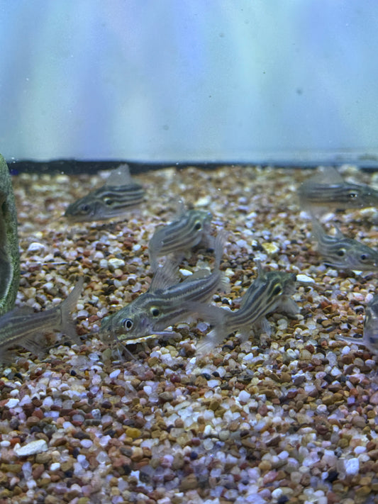 Mystus tengara Golden Striped Catfish