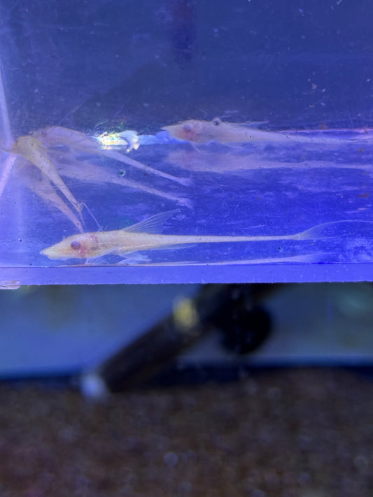 Albino Royal Farlowella (Sturisomatichthys aureus Sturisoma panamense)
