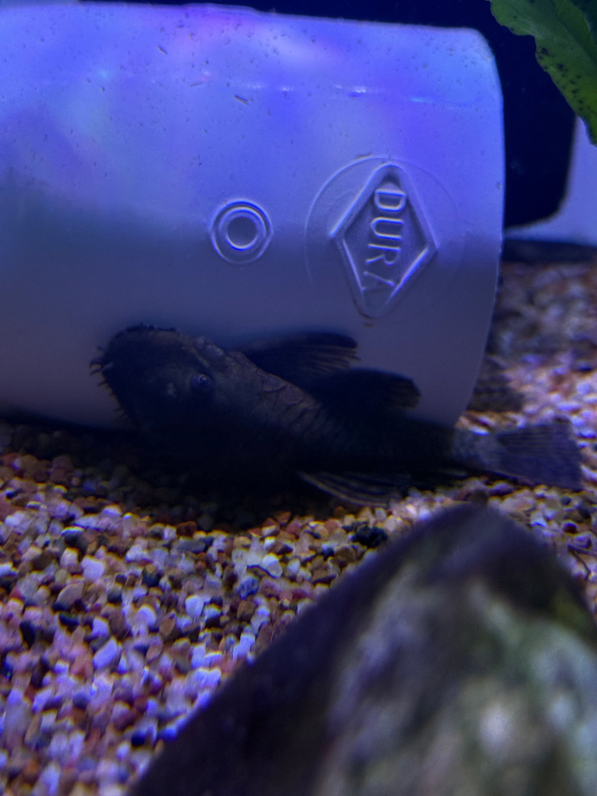 Bushy / Bristlenose pleco Wild Colombia  Ancistrus sp