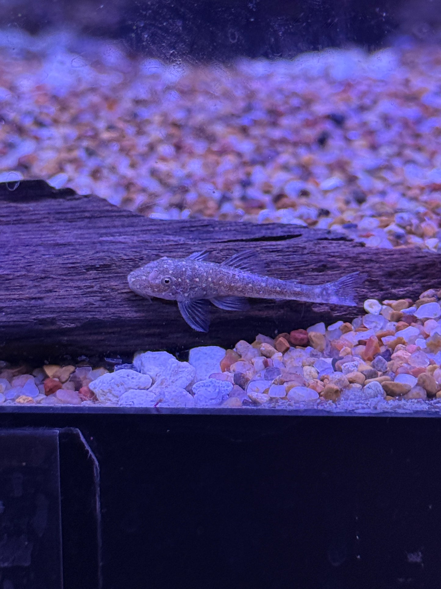 Galaxy Otocinlus (Parotocinclus haroldoi) Golden Galaxy Oto