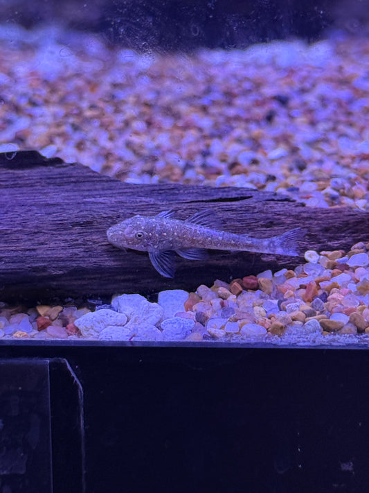 Galaxy Otocinlus (Parotocinclus haroldoi) Golden Galaxy Oto