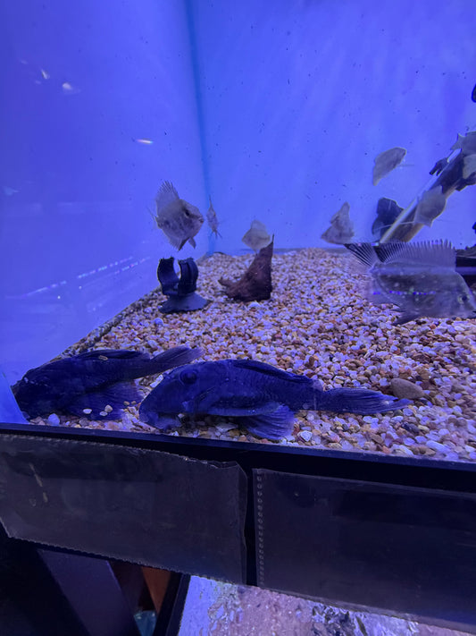 L239 Blue Panaque