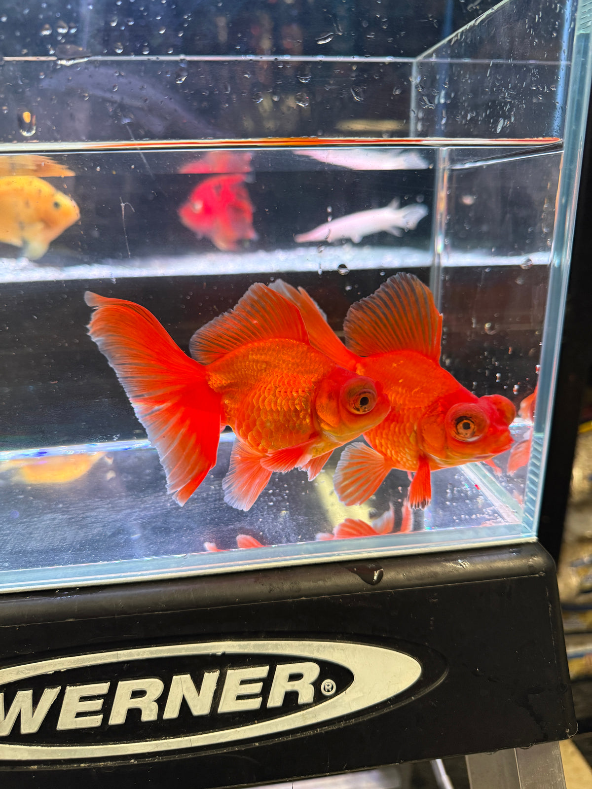 Butterfly Tail Fancy Goldfish
