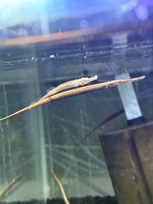 African pipe fish (Enneacampus ansorgii)
