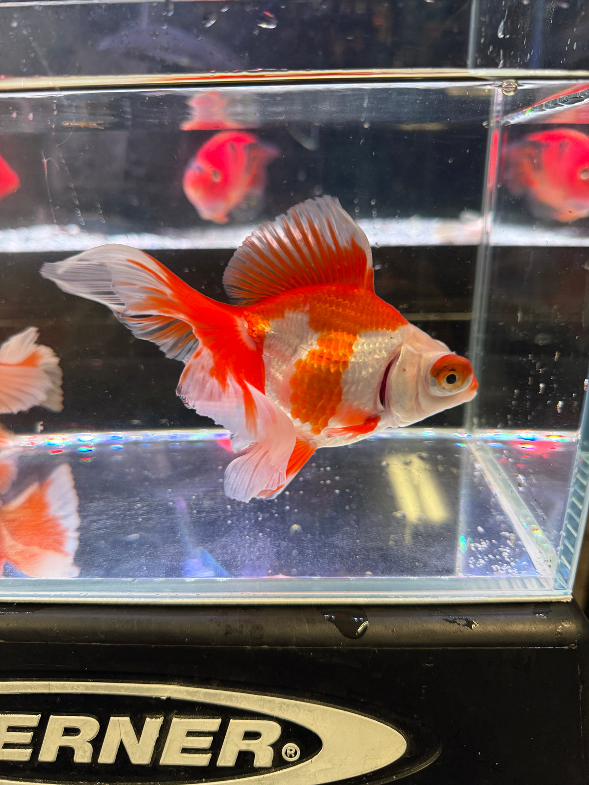 Butterfly Tail Fancy Goldfish