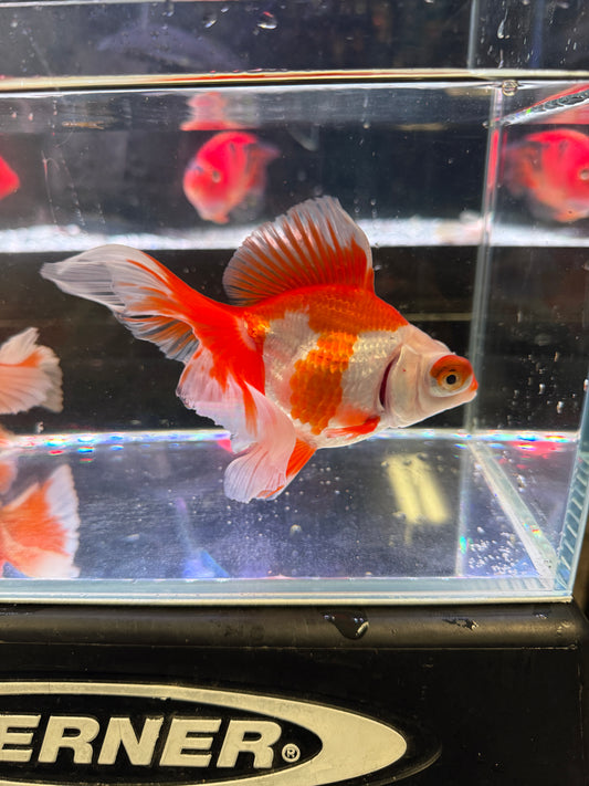 Butterfly Tail Fancy Goldfish