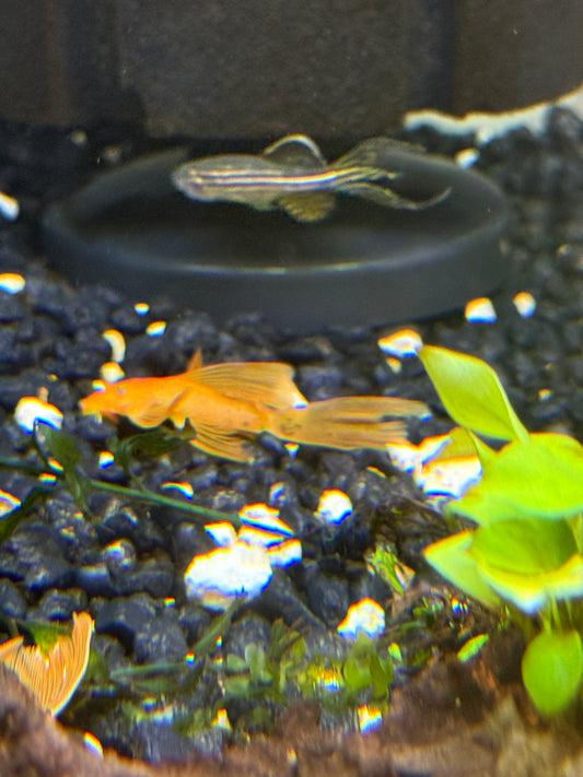 Super red bushy nose/bristle nose long fin