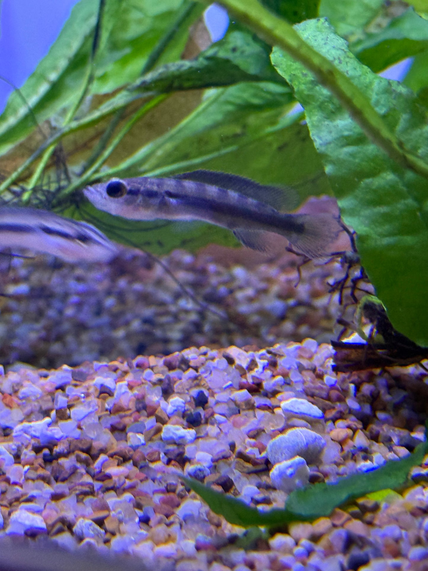 Crenicichla dandara Black Jacunda Pike Cichlid