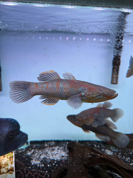 Rare Goby Guirus Viator snakehead gudgeon / ornate sleeper