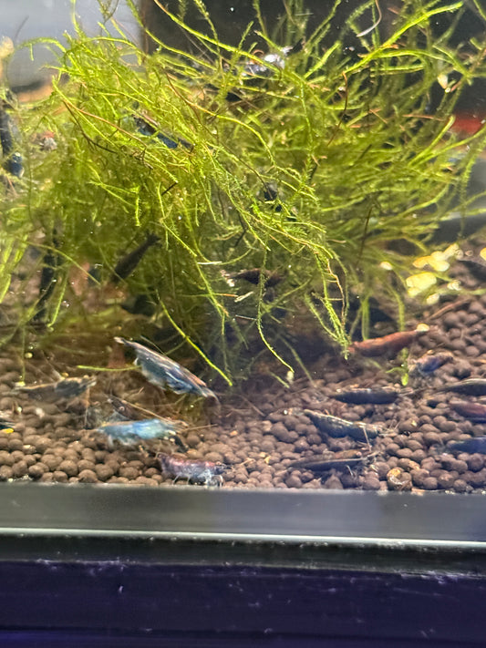 Blue sapphire Shrimp / Neocaridina davidi