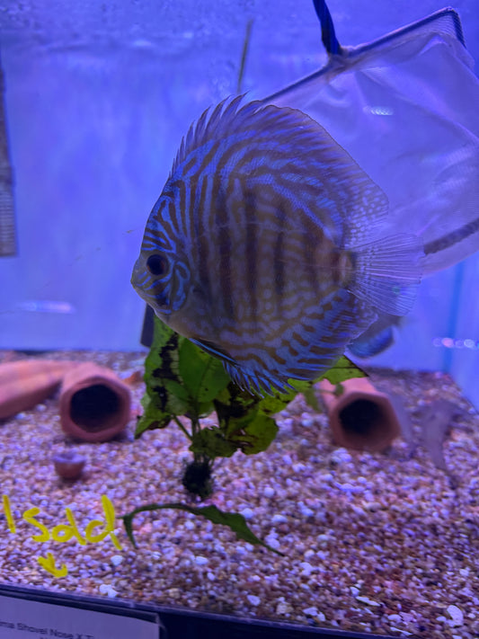 Blue Tiger turquoise Discus