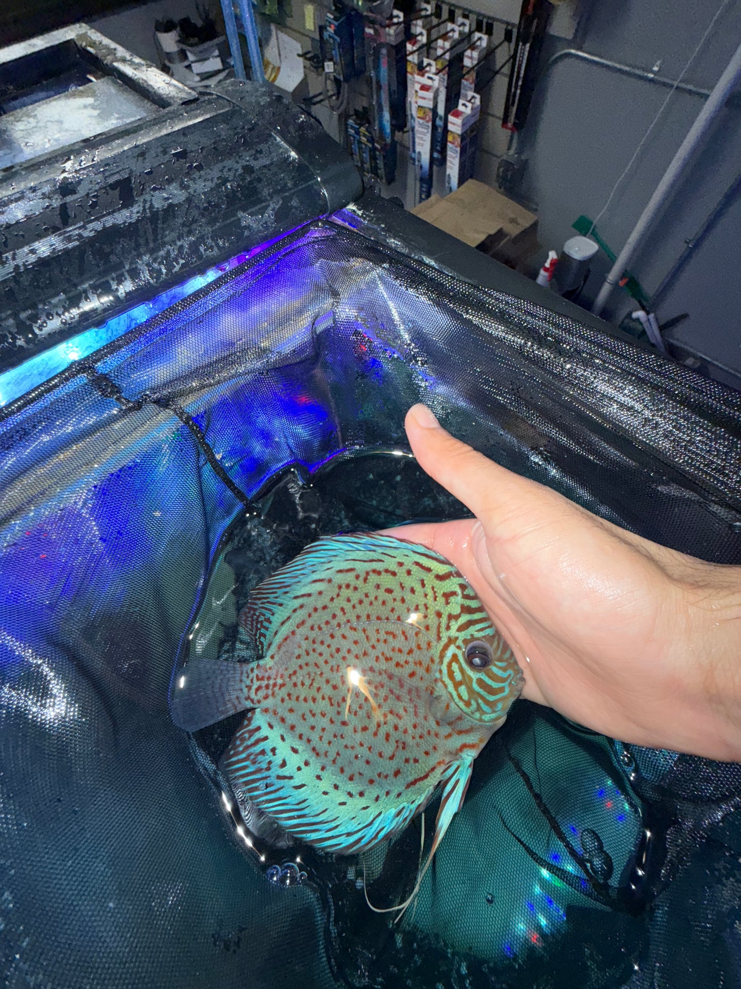 Full Face Leopard Discus