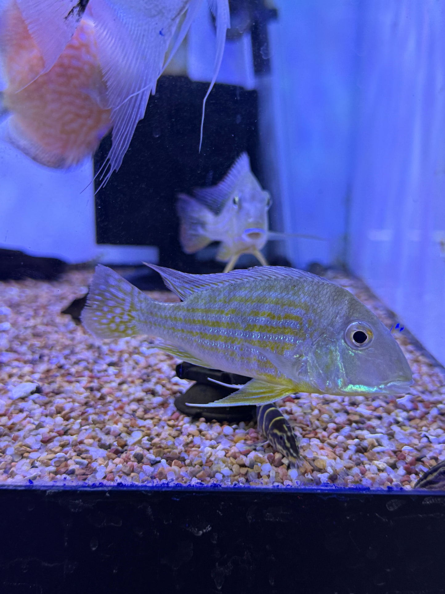Geophagus neambi Tocantis Eartheater