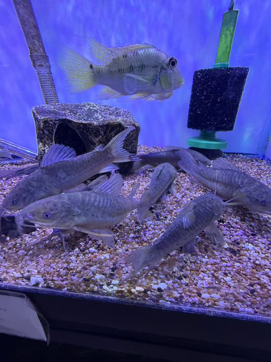 Hoplo Catfish (Hoplosternum Littorale)