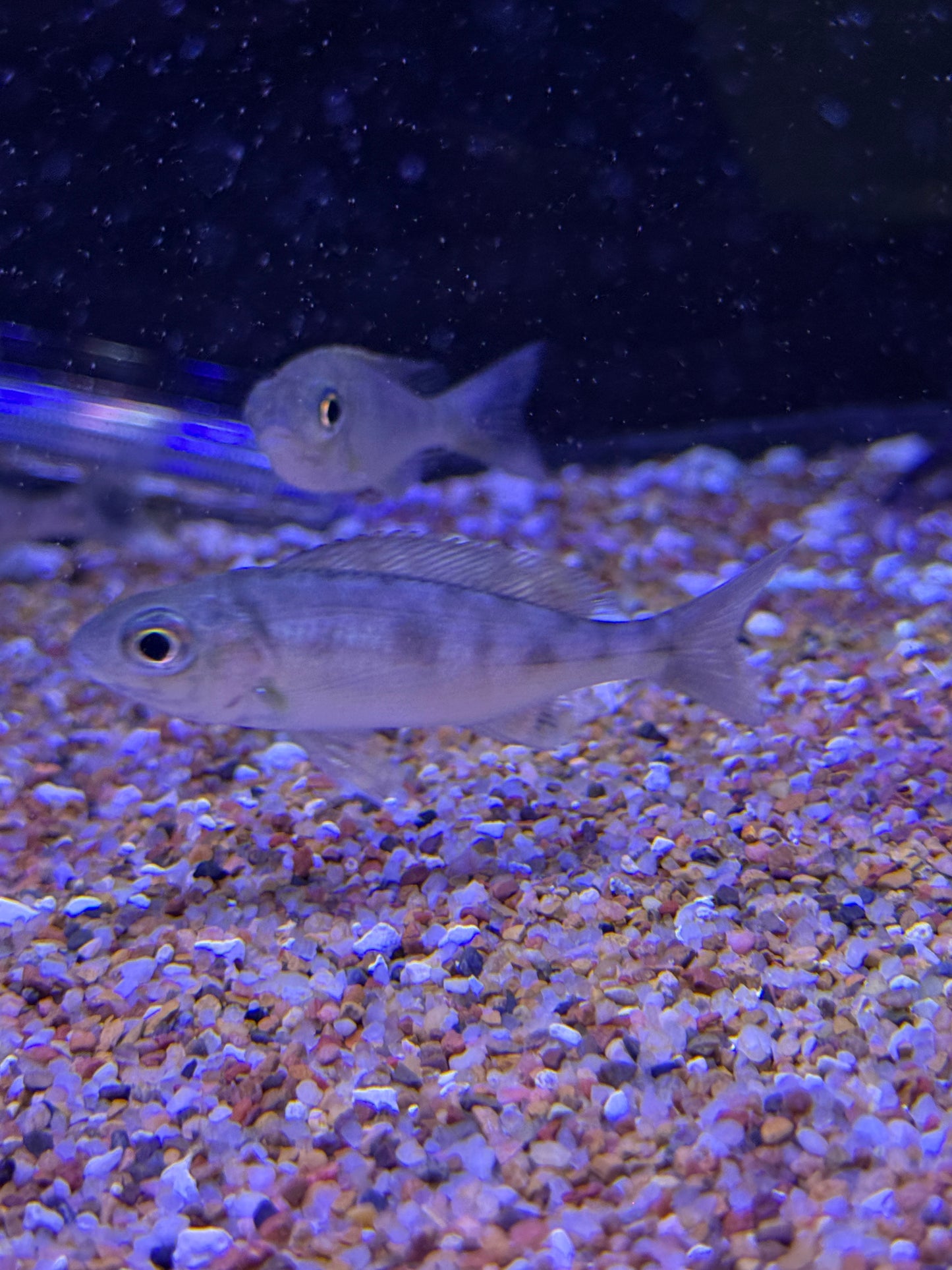 Cyathopharynx foai