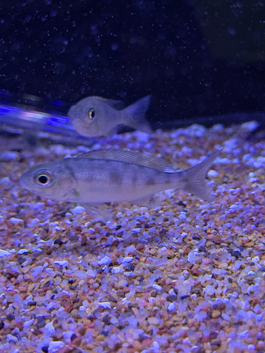 Cyathopharynx foai