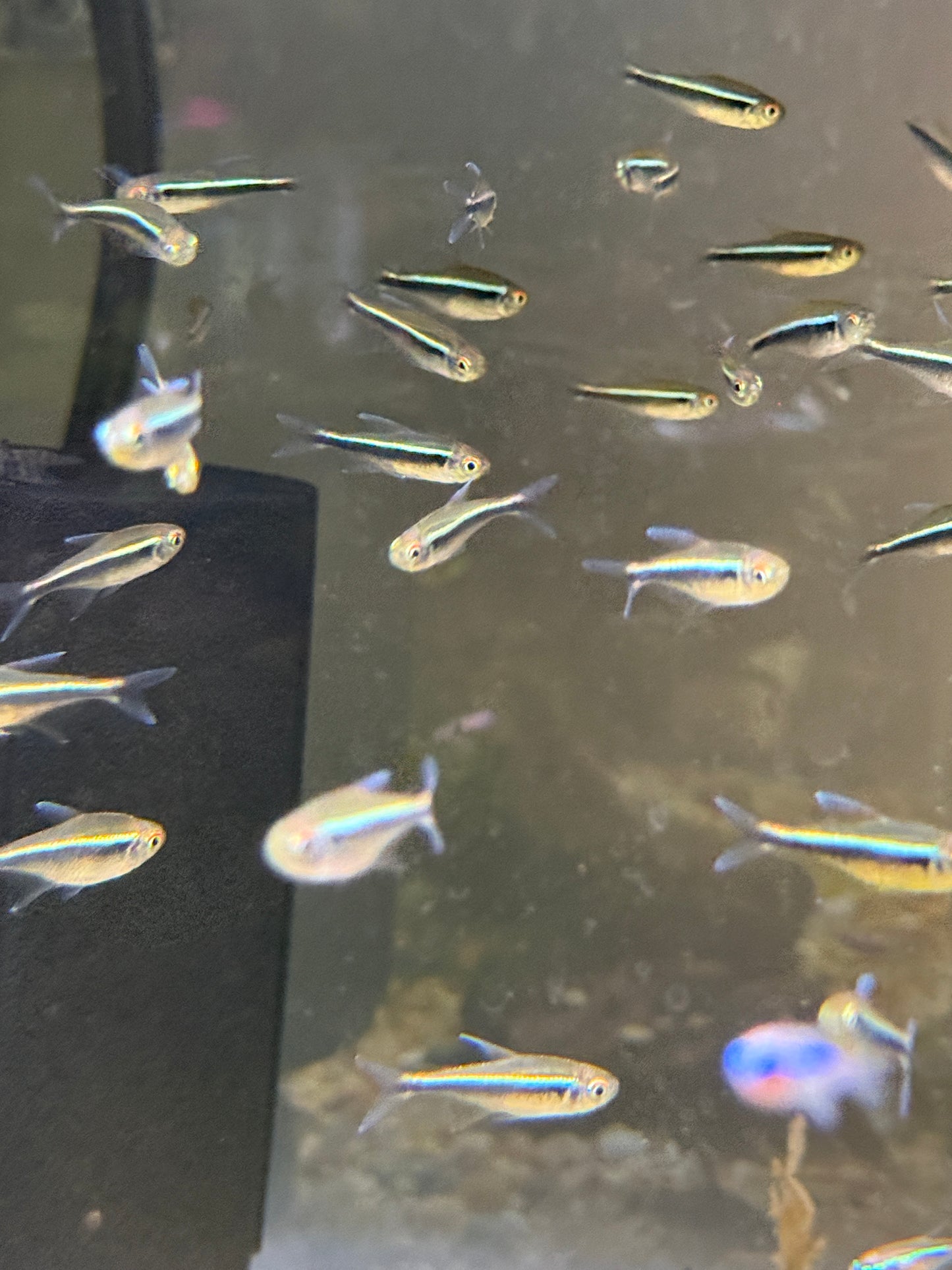 Black Neon Tetra (Hyphessobrycon herbertaxelrodi)