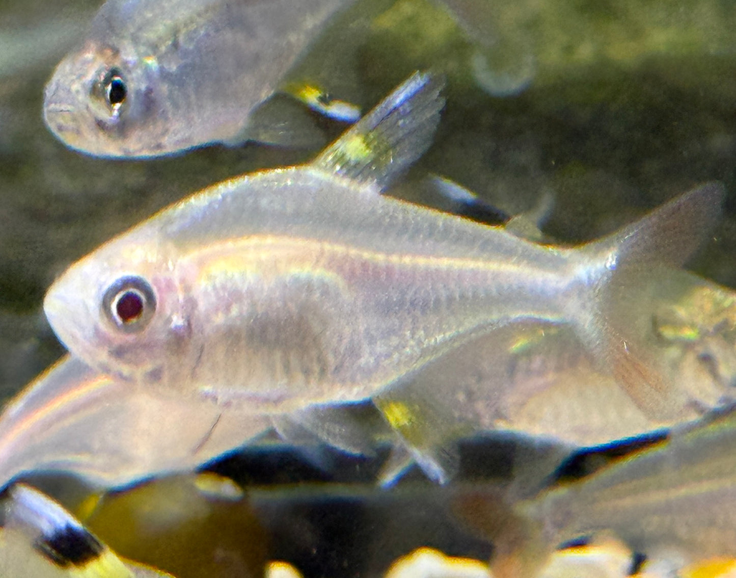 X-ray tetra (Pristella maxillaris)