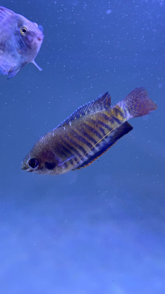 Trichogaster fasciata
Banded Gourami