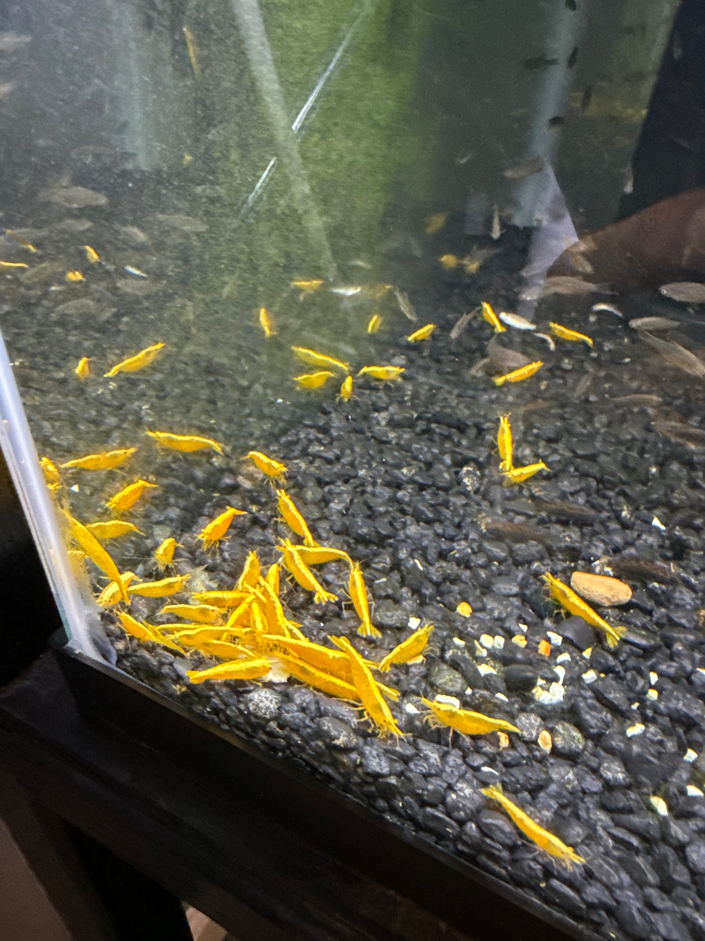 Yellow Shrimp Neocaridina davidi