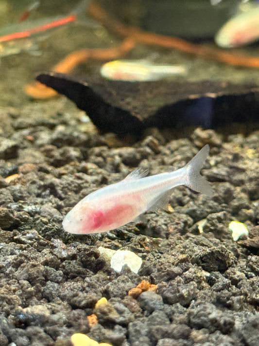 Blind Cave Tetra Mexican tetra (Astyanax mexicanus)