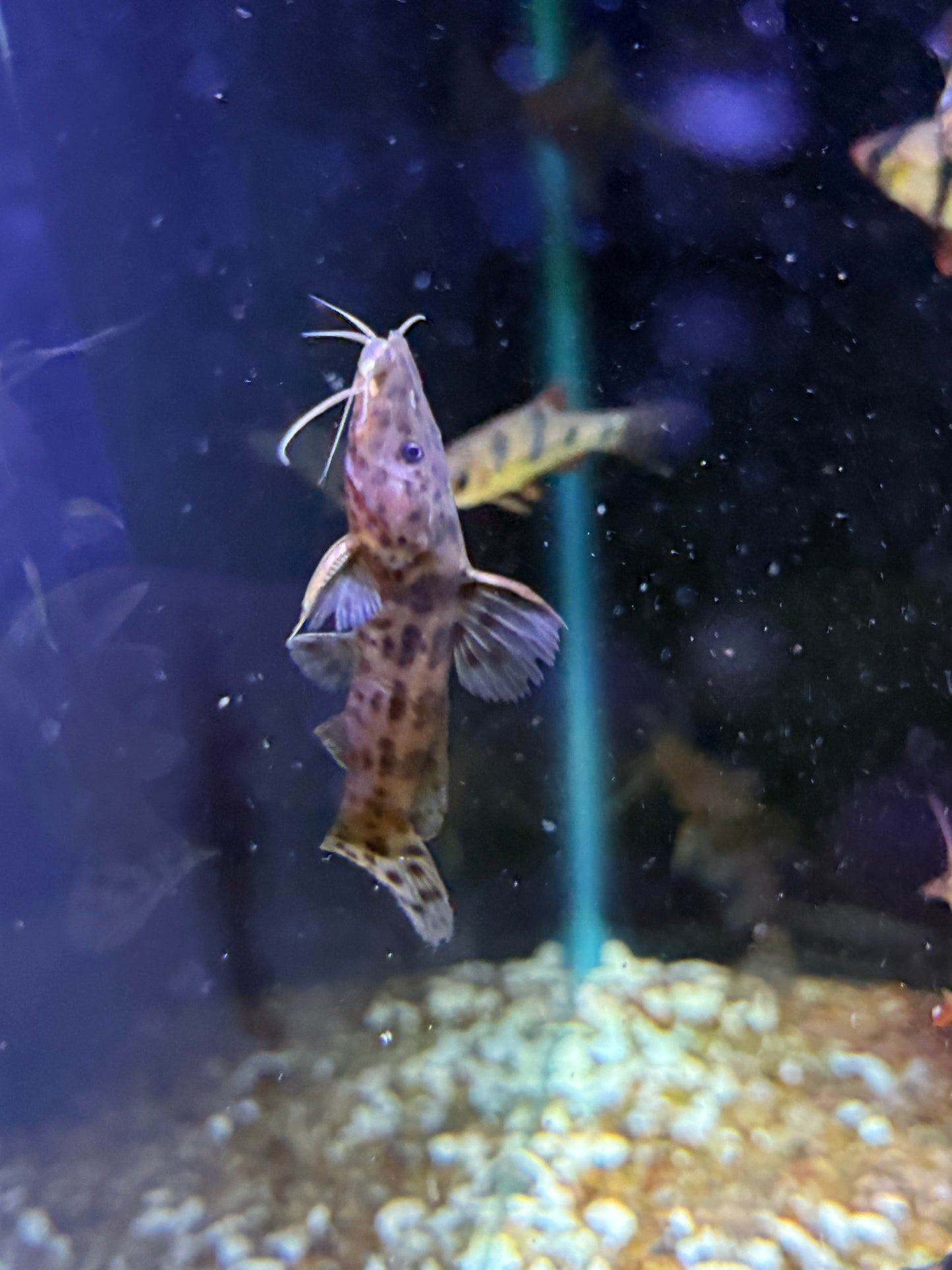 Dwarf Giraffe Catfish (Notoglanidium macrostoma)
