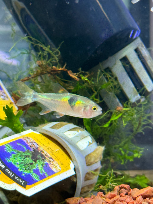 Bucktooth Tetra (Exodon paradoxus)