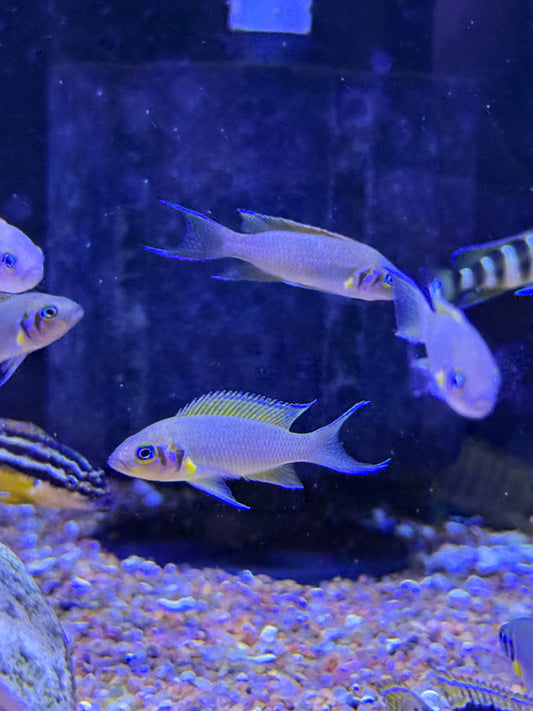 Daffodil Cichlid (Neolamprologus pulcher)