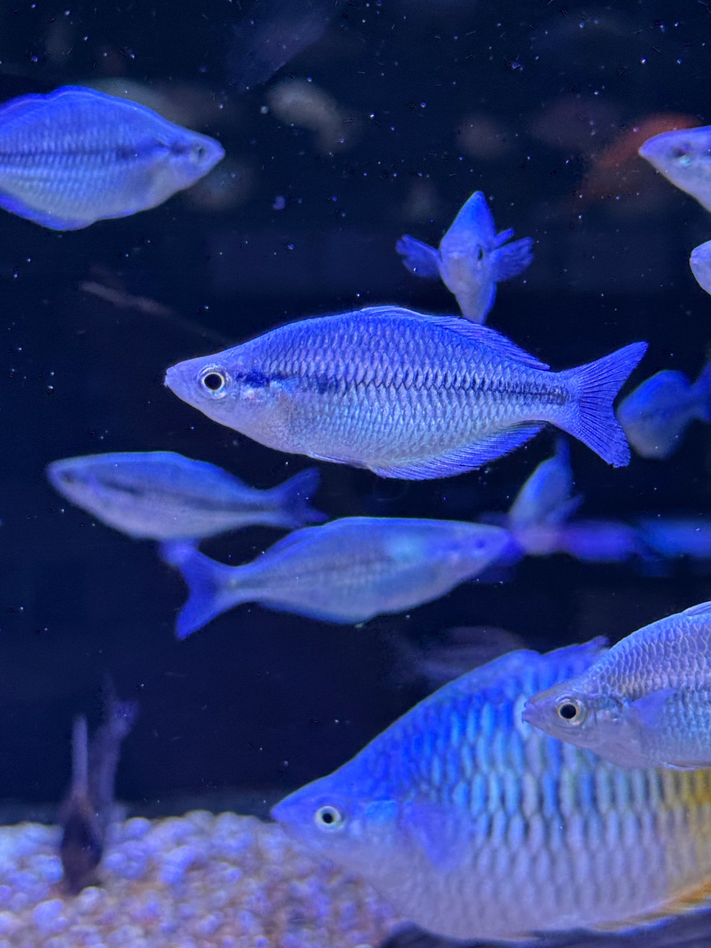 Melanotaenia kamaka
Kamaka Rainbowfish