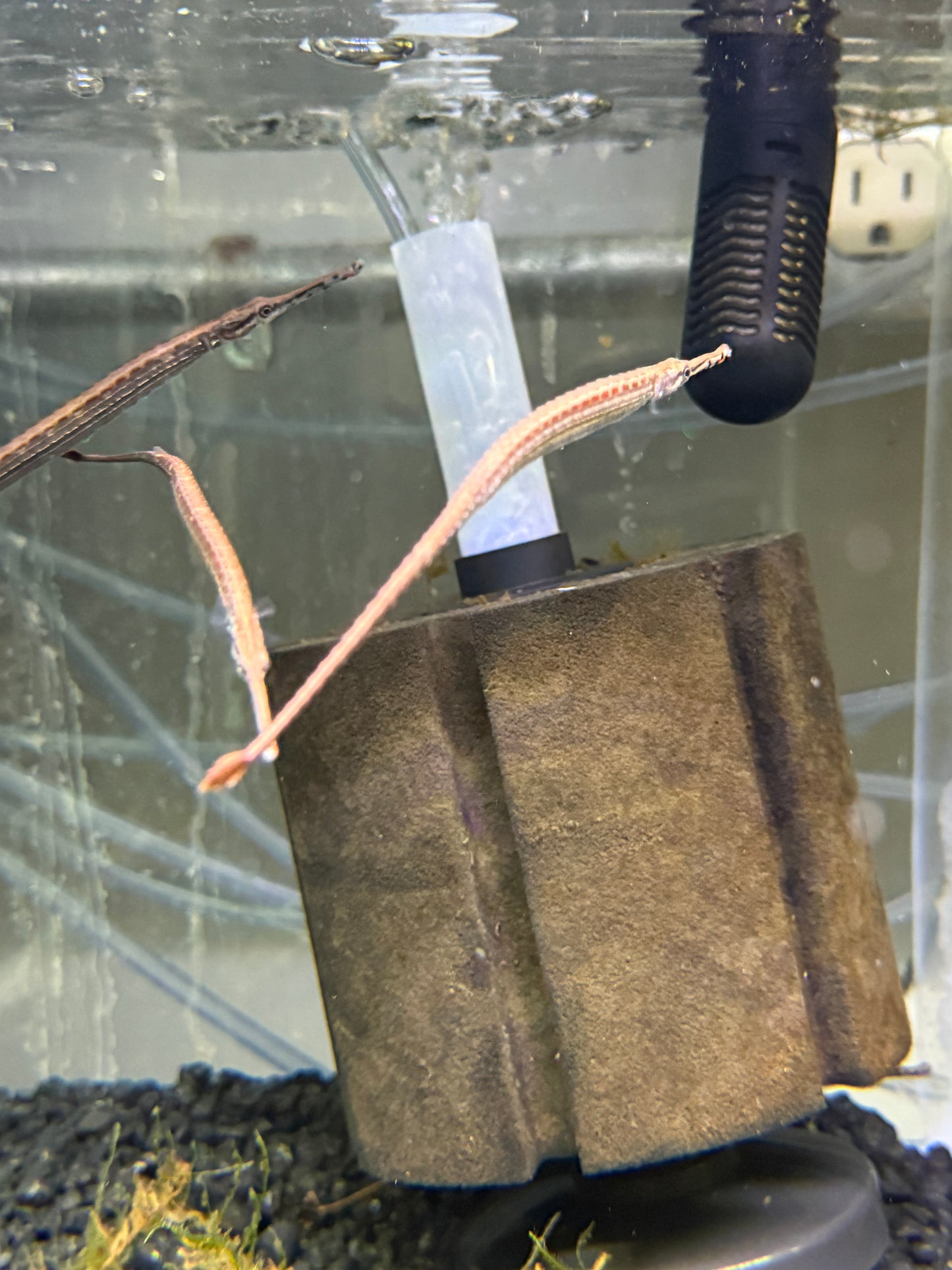 African pipe fish (Enneacampus ansorgii)