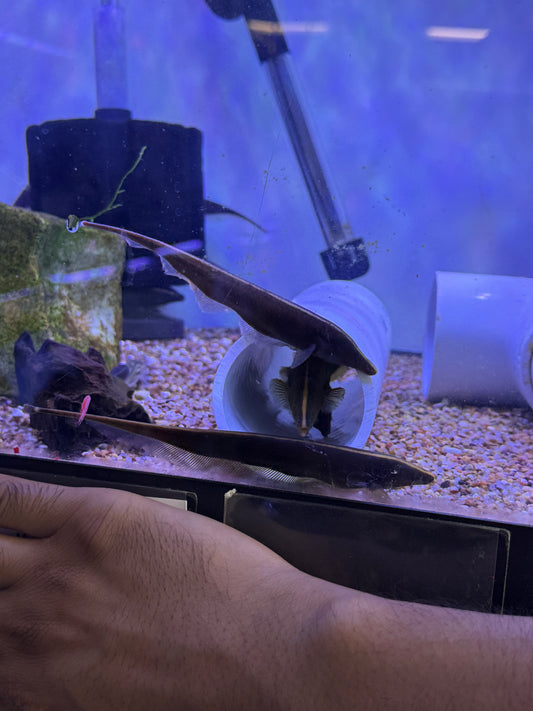 Apteronotus leptorhynchus Brown Ghost Knife