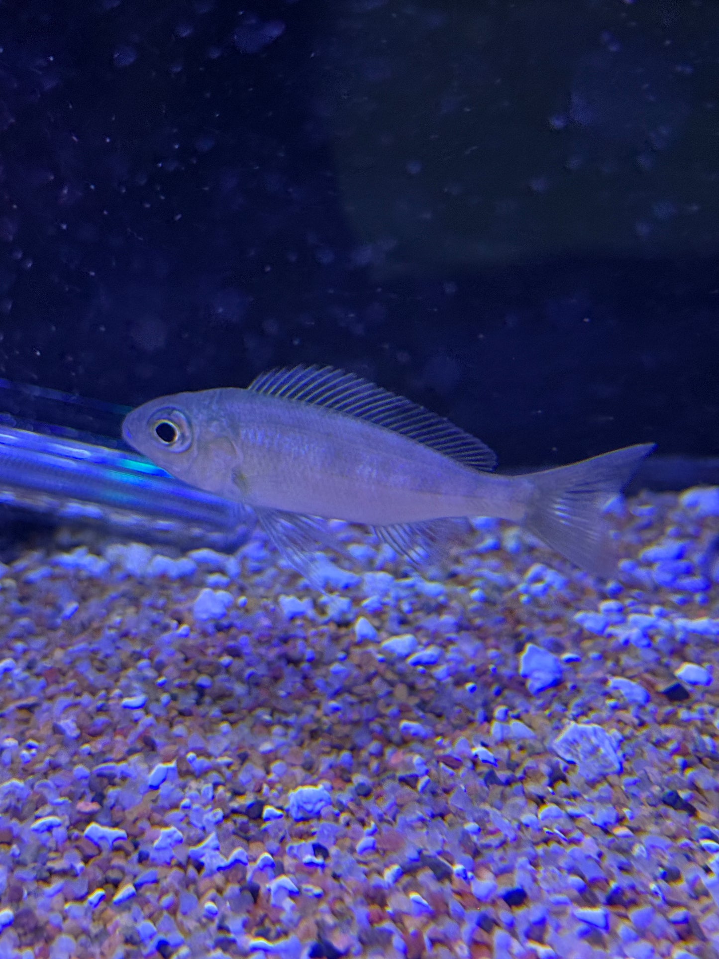 Cyathopharynx foai