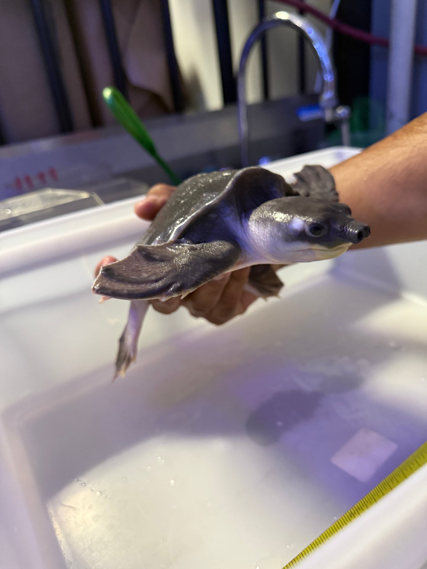 FLY RIVER TURTLE (CARETTOCHELYS INSCULPTA)