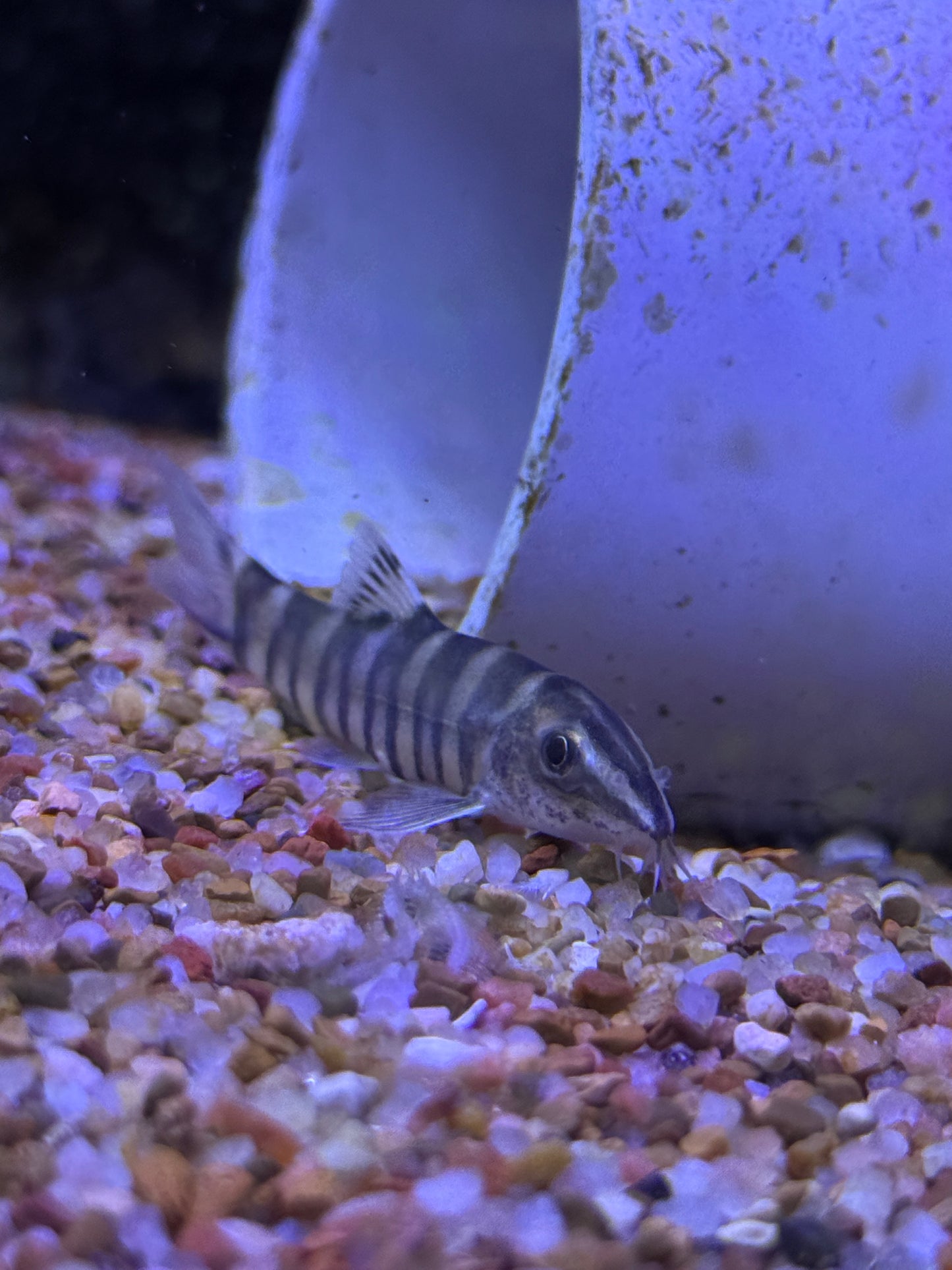 Sinibotia robusta Kansu Loach