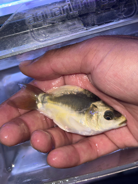 PANDA SHORT BODY  Koi (CYPRINUS RUBROFUSCUS)