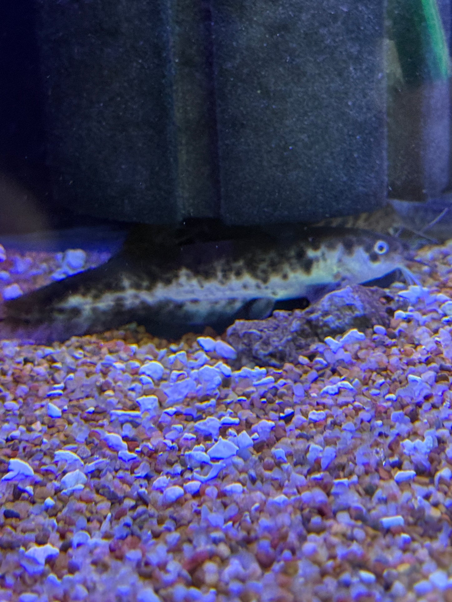 Rare!!! Panda Eel-tailed catfish (Tandanus tandanus)