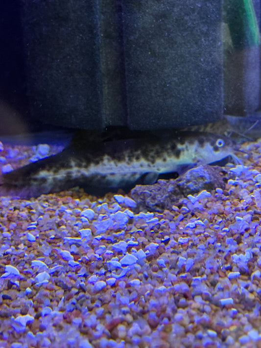 Rare!!! Panda Eel-tailed catfish (Tandanus tandanus)