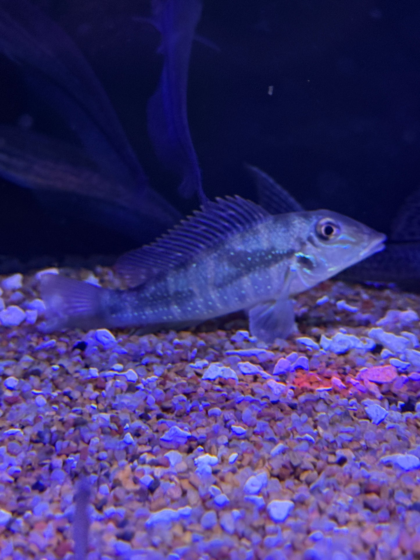 Retroculus lapidifer
