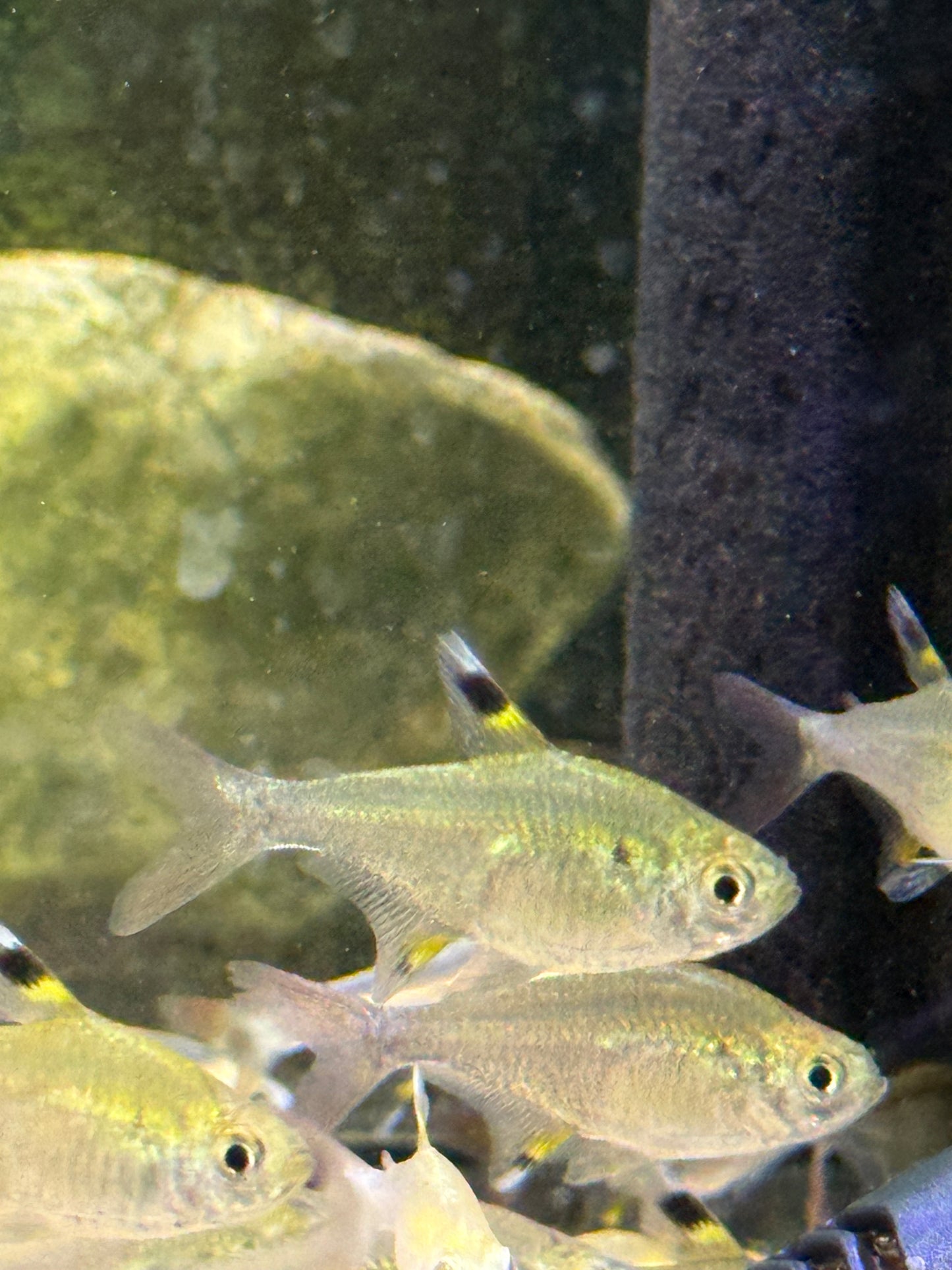 X-ray tetra (Pristella maxillaris)