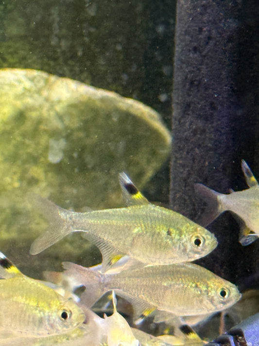 X-ray tetra (Pristella maxillaris)
