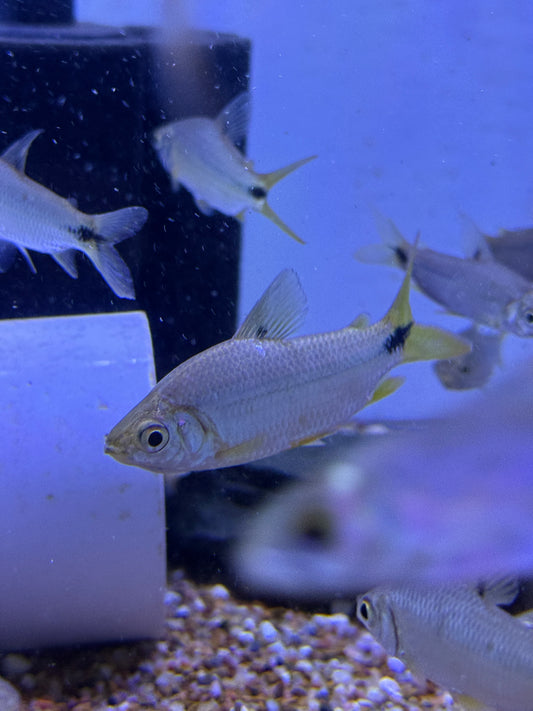 Steindachnerina argentea aka Stout Sardine Wild from Trinidad