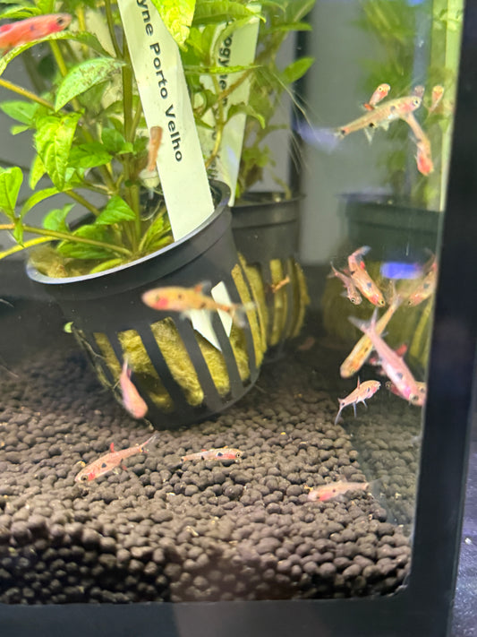 Dwarf AKA Pygmy Rasbora (Boraras maculatus)