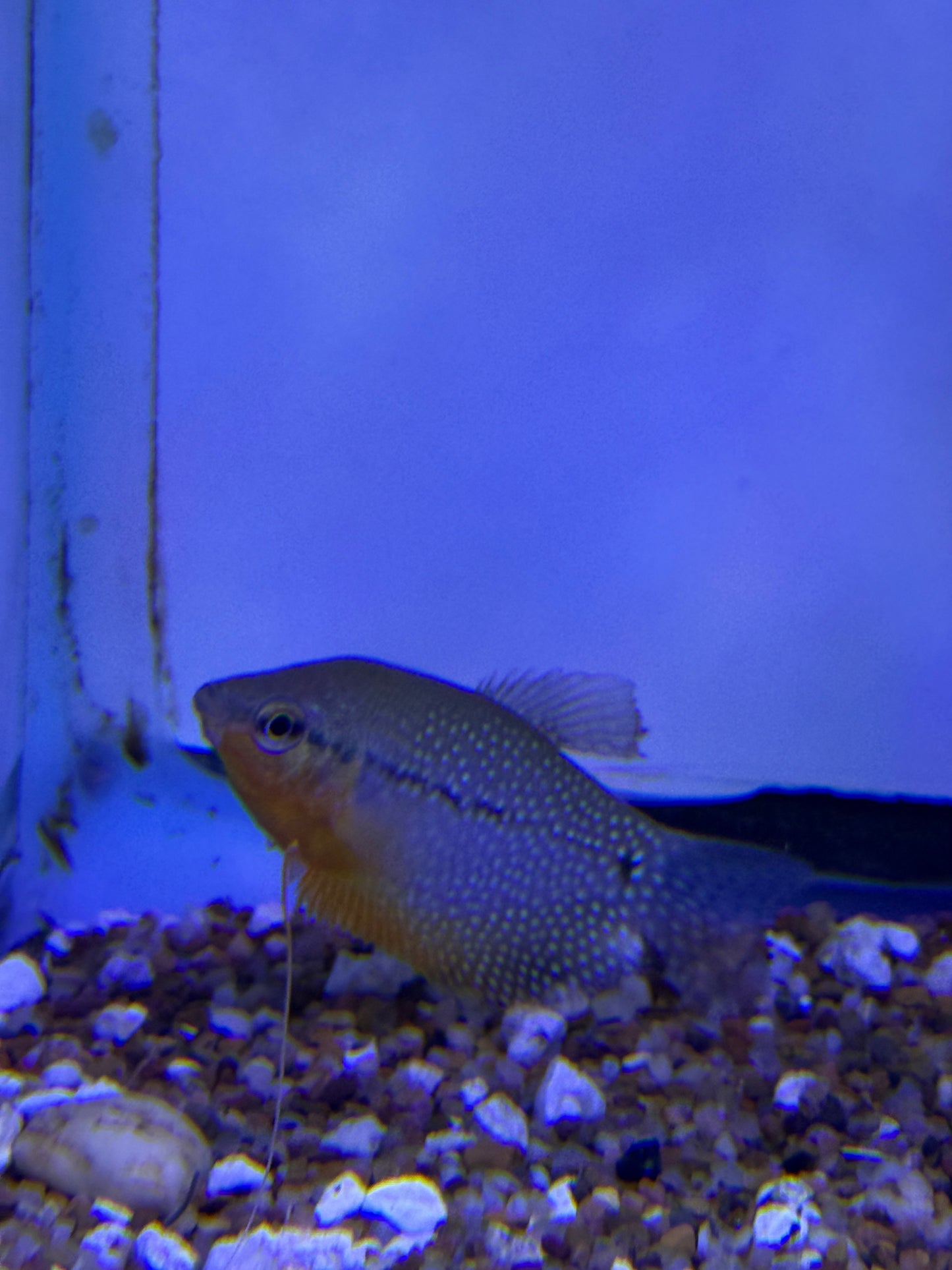 Pearl Gourami (Trichopodus leerii)