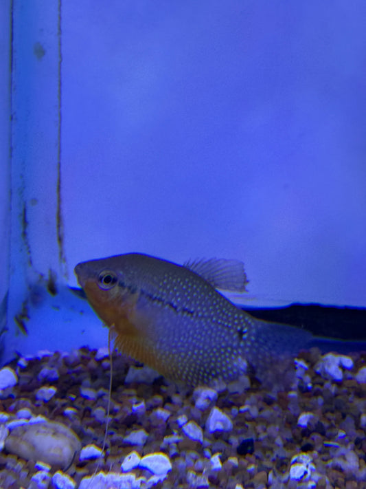 Pearl Gourami (Trichopodus leerii)