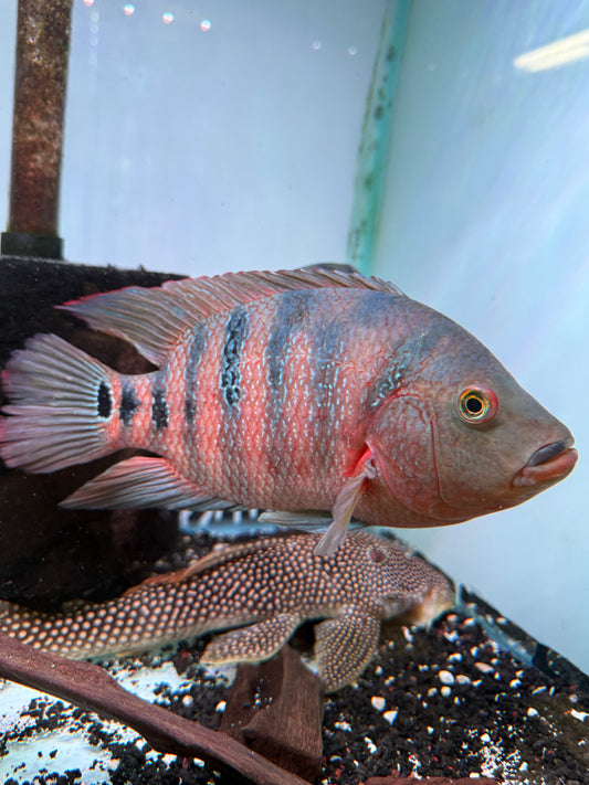 Mayan cichlid (Mayaheros urophthalmus)
