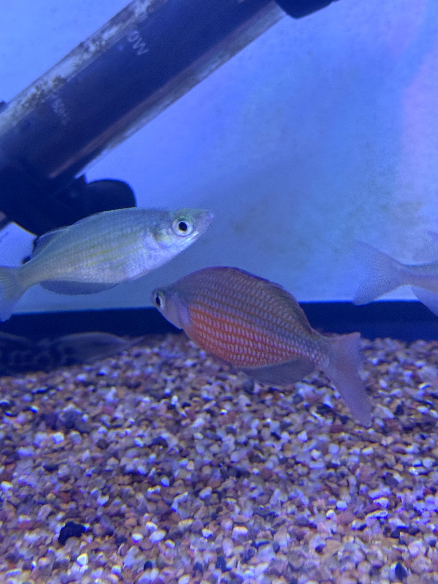 Glossolepis dorityi Dority's Rainbowfish