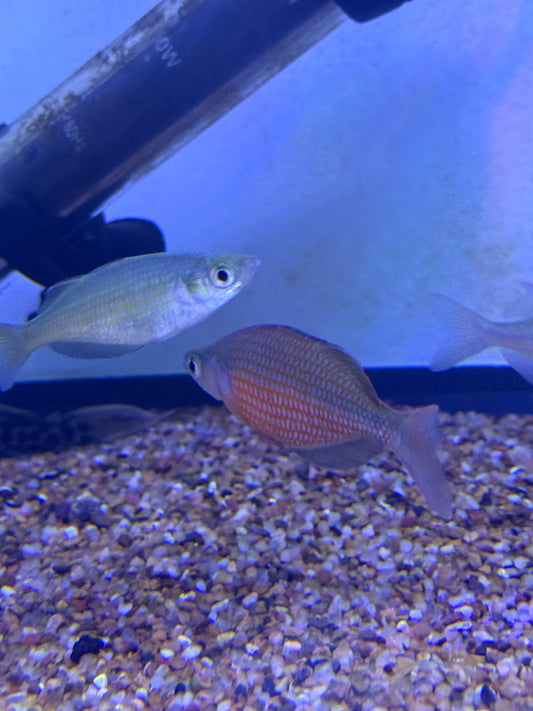 Glossolepis dorityi Dority's Rainbowfish