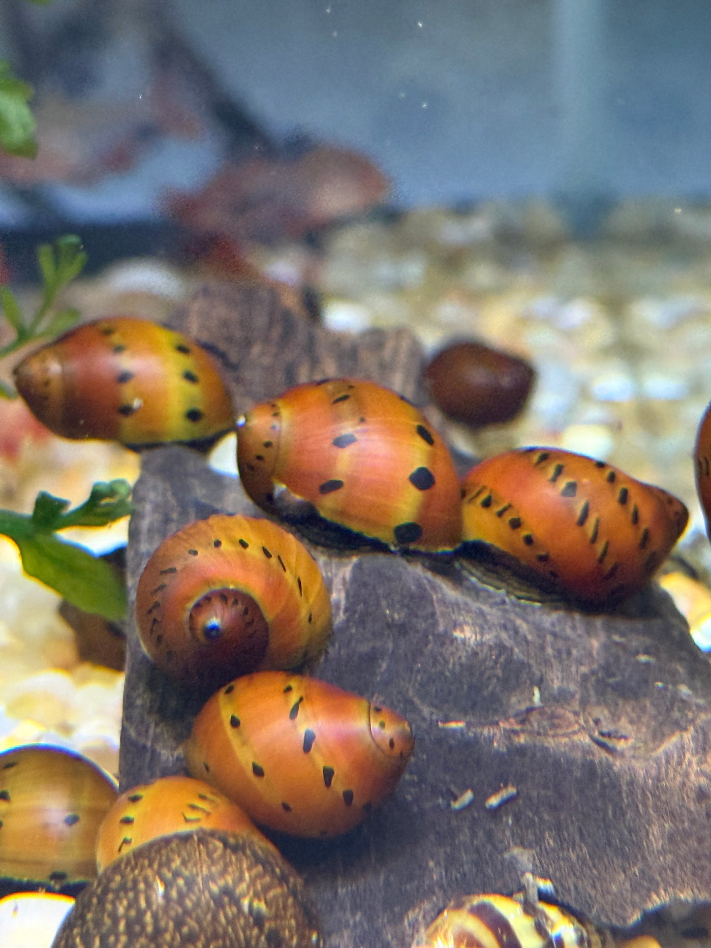 Red Onion Nerite Snail (Neritina semiconica