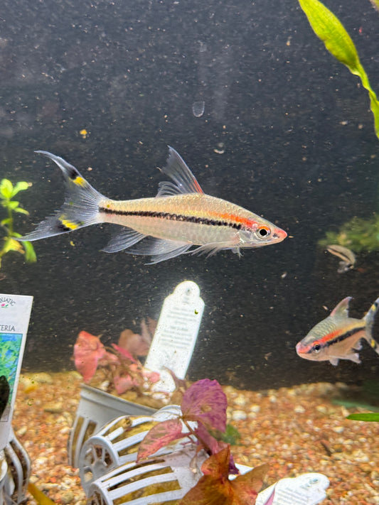 Super Rare Long Fin ! Roseline Shark/ Denisonii Barb (Sahyadria Denisonii)
