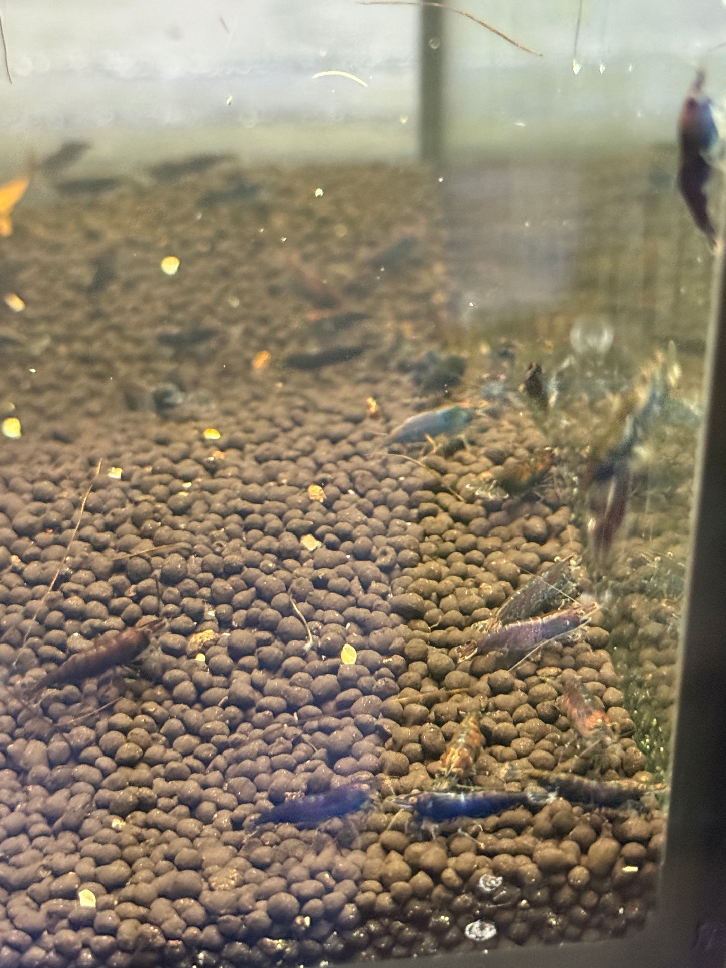 Blue sapphire Shrimp / Neocaridina davidi